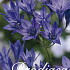 Mini Agapanthus Queen Fabiola x100 5/6