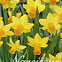 Narcis Botanical Jetfire x20 12/14