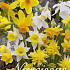 Narcis Botanical Mixed x20 12/14