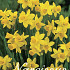 Narcis Botanical Tete A Tete x20 12/14