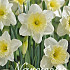 Narcis Trumpet Ice Follies x15 14/16