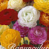 Ranunculus Mixed x25 6/7