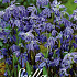 Scilla Siberica x30 8/9