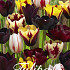 Tulipa Bordeaux x20 12/+