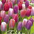 Tulipa Garden Pride x20 12/+