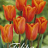 Tulipa Orange van Eijk x20 12/+