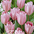 Tulipa Triumph Mystic x20 12/+