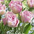 Tulp Double Late Angelique x12 12/+