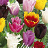 Tulp Fringed Mixed x20 12/+