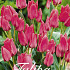 Tulp Greigii Toronto x20 12/+