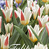 Tulp Kaufmania Johann Strauss x20 12/+