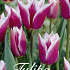 Tulp Lilyflowering Claudia x20 12/+