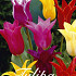 Tulp Lilyflowering Mixed x20 12/+