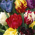 Tulp Parrot Mixed x15 12/+