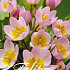 Tulp Specie Lilac Wonder x30 5/6