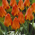 Tulp Specie Orange Toronto x20 12/+