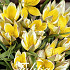 Tulp Specie Tarda x30 7/8