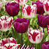 Tulp Triumph Colour Circus x20 12/+