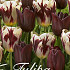 Tulp Triumph Graaf Floris x20 12/+