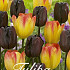 Tulp Triumph Spring Sunset  x15 12+