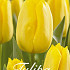 Tulp Triumph Strong Gold x20 12/+