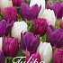 Tulp Triumph Twinkling x20 12+