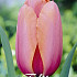 Tulp Darwin Apricot Impression x10 12/+