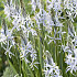 Camassia Cusickii x3 14/16