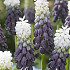 Muscari Grape Ice x7 6/+