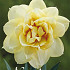 Narcis Double Romantic Paradise x5 14/16