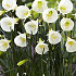 Narcis Jonquilla White Petticoat x7 6/8