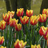 Tulip Triumph Jan Seignette x10 12/+