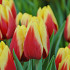 Tulip Triumph Jan Seignette x10 12/+