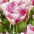 Tulp Double Late Double Shake x7 12/+