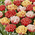 Tulp Fringed Crispa Double Mixed x10 12/+