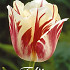 Tulp Single Late Sorbet x7 12/+