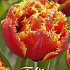 Tulp Fringed Double Gold Dust x7 12/+