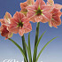 Hippeastrum Terracotta star x1 30/32