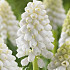 Muscari White Magic x10 8/9