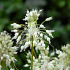 Allium carinatum ssp. pulchellum 'Album'  I .