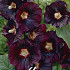 Alcea Maroon x 1 I .