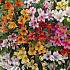 Alstroemeria Mixed x3 I .