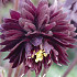 Aquilegia Black Barlow x 2 I .