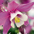 Aquilegia Spring Magic Rose Ivory x 2 I .