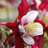 Aquilegia Swan Red an White x 2 I .