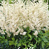 Astilbe Wit   x 1 I .