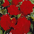 Begonia Dubbel Rood x 3 5/6