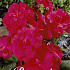 Begonia Dubbel Rose x 3 5/6