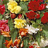 Begonia Pendula Mix x 3 5/6