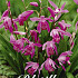 Bletilla Pink x1 .